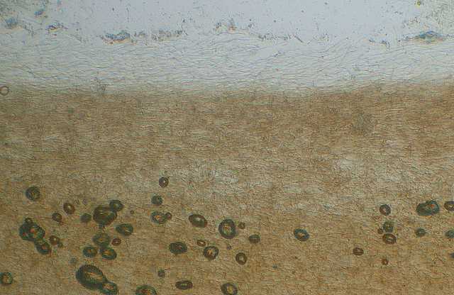 Galerina stylifera   (G.F. Atk.) A.H. Sm. & Singer